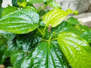 Close-up of insect on leaves