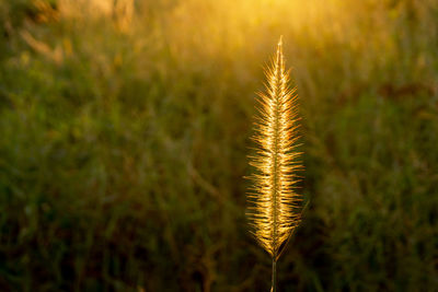 Close-up of plants growing in farm during sunset