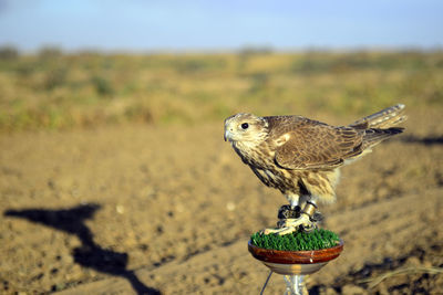 Close-up of bird perching on a land