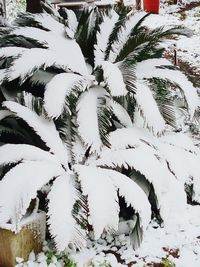 Close-up of snow on tree