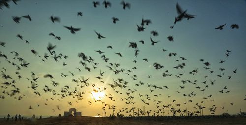 Flock of birds flying in sky
