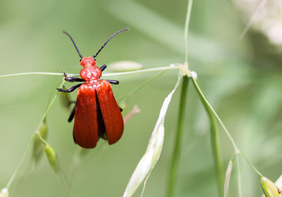 Close-up of insect on plant