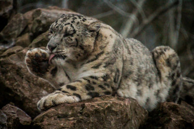 Cat sitting on rock