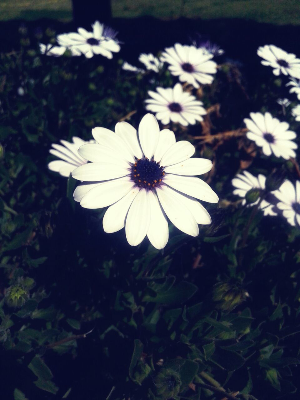 flower, petal, freshness, fragility, flower head, growth, white color, beauty in nature, daisy, blooming, pollen, nature, plant, close-up, high angle view, single flower, in bloom, field, focus on foreground, botany