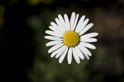 Close-up of white daisy