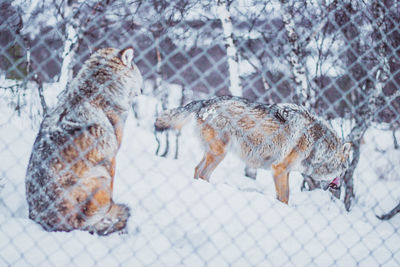 View of dogs on snow covered landscape