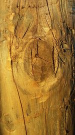 Full frame shot of tree trunk at beach