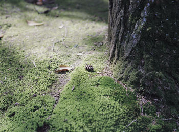 High angle view of fallen pine cone