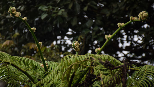 Close-up of fresh green plants