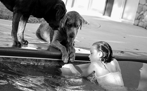 Dog on wet swimming pool