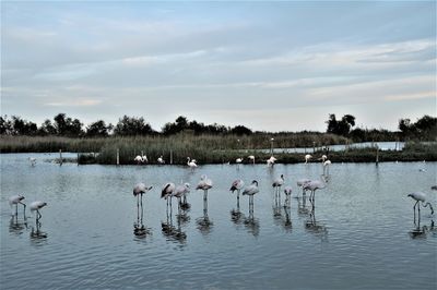 Birds in lake against sky