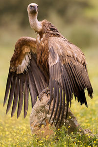 Close-up of eagle flying in field