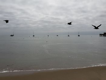 Flock of seagulls flying over beach