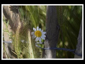 Close-up of flowers against blurred background