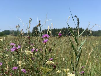 Close-up of purple flowering plants on field against sky