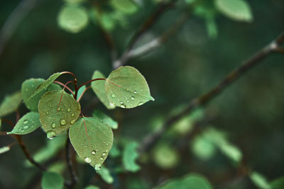 Close-up of wet plant leaves