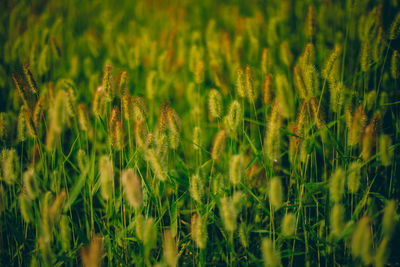 Close-up of fresh green plants in field