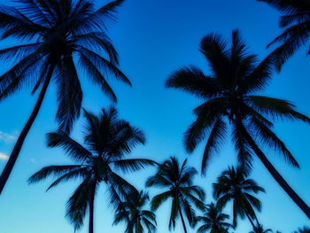 Low angle view of palm trees against sky