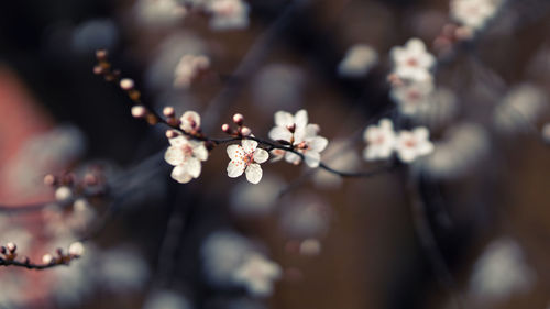 Close-up of cherry blossom