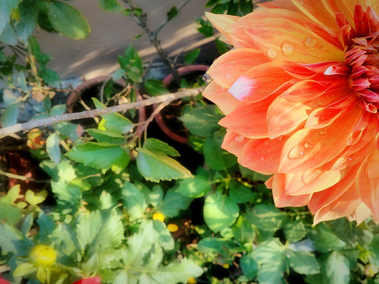 nature, growth, beauty in nature, leaf, plant, flower, freshness, close-up, fragility, outdoors, day, flower head, no people