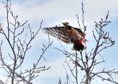Low angle view of a bird flying
