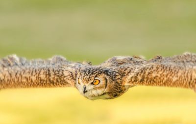 View of owl