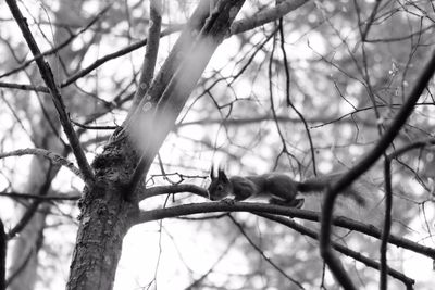 Low angle view of bird perching on tree against sky