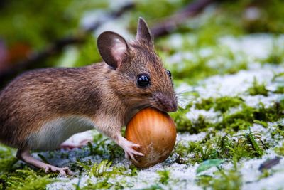 Close-up of squirrel eating grass