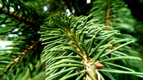 Close-up of fresh green plant