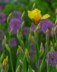 Close-up of yellow flowering plant