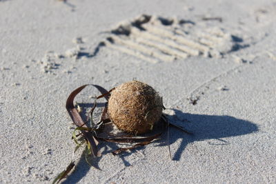 High angle view of insect on sand