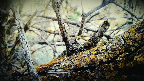 Close-up of moss growing on dry tree