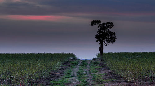 Lonely tree in almond field