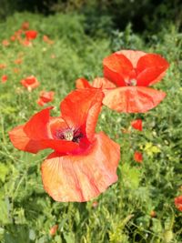 Close-up of red poppy blooming on field