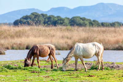 Brown and white young horses grazing together . two wild horses at pasture