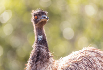 Close-up of a bird