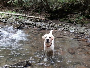 Portrait of dog in river