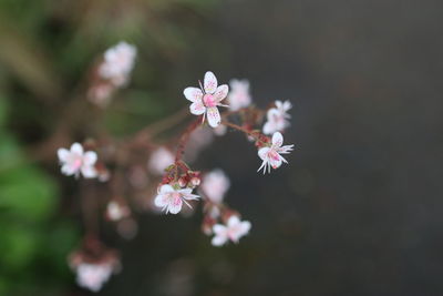 Close-up of pink cherry blossoms