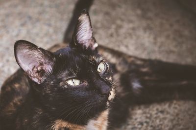 Close-up portrait of black cat
