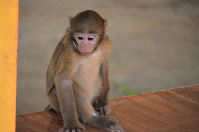 Close-up of monkey in monkey cave, chiang rai, thailand