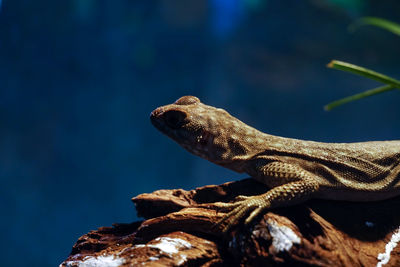 Close-up side view of a lizard on rock