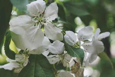 Close-up of white flowers