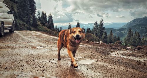 Dog standing on road against sky