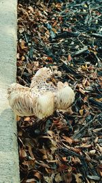 High angle view of squirrel on shore