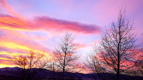 Low angle view of silhouette trees against sky at sunset