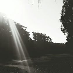 Sun shining through trees