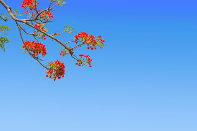 Low angle view of red flowering plant against clear blue sky