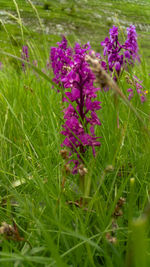 Close-up of pink flowers blooming in field