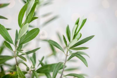 Close-up of plant against white background