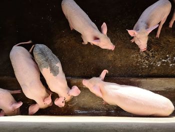 View of piglets in a pen